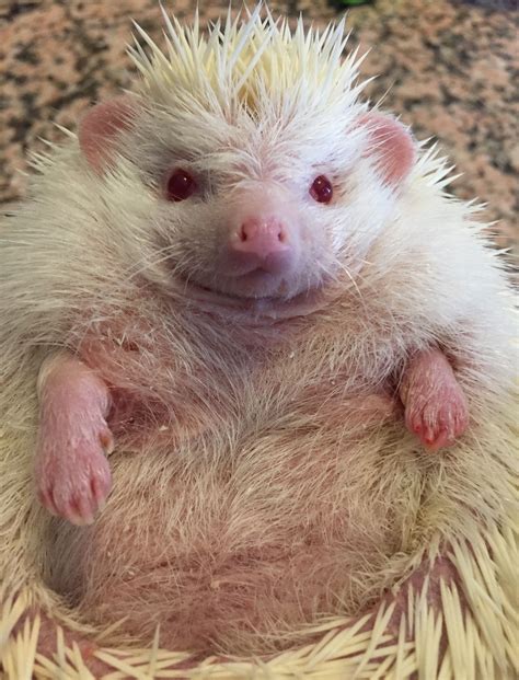 Albino hedgehog so cute | Albino hedgehog, Albino, Creatures