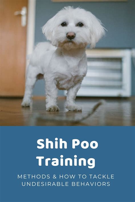 Shih Poo Training 101: A Step-By-Step Guide - Doodle Doods