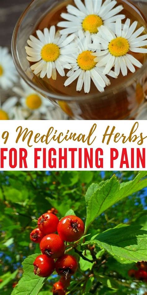 9 Medicinal Herbs For Fighting Pain | Medicinal herbs, Pineapple health ...