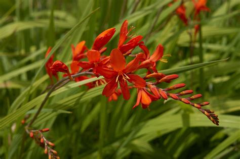 Crocosmia ‘Lucifer’ | Kiefer Nursery: Trees, Shrubs, Perennials