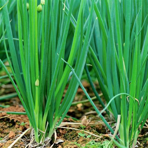 Allium cepa var. aggregatum - French Shallot 'Ambition' F1 Seeds x 20 ...