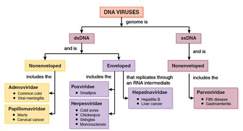 Classification of viruses on the basis of genome - Microbiology Notes