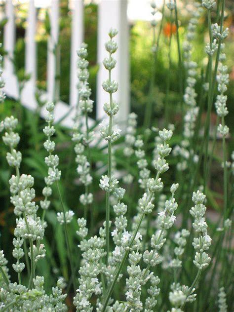 White Lavender | Beautiful gardens, Beautiful, Garden