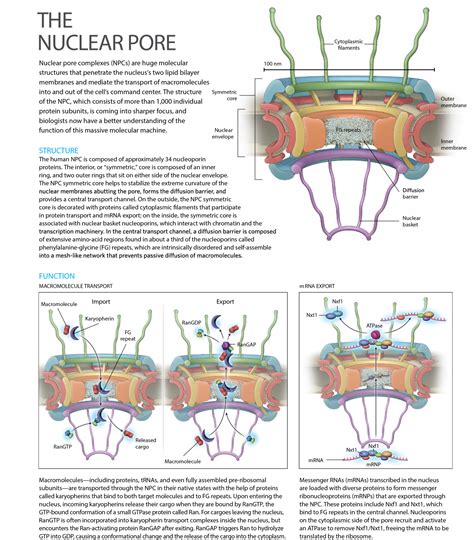 designinbiology: “ The Nuclear Pore Complex infographics by The Scientist ” Biology Jokes ...