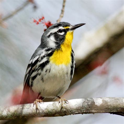 Mild Winters In Our Near Future Will Threaten The Trees That Define Vermont Forests | Audubon ...