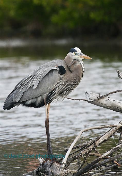 Dave Zosel's Minnesota Nature Photography: The Long-legged Wading Birds