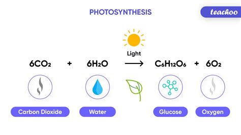 Photosynthesis Equation In Word Form