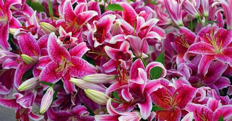 How to Plant and Care for Stargazer Lilies