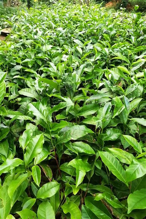 Ceylon tea plants | Piante, Fiori