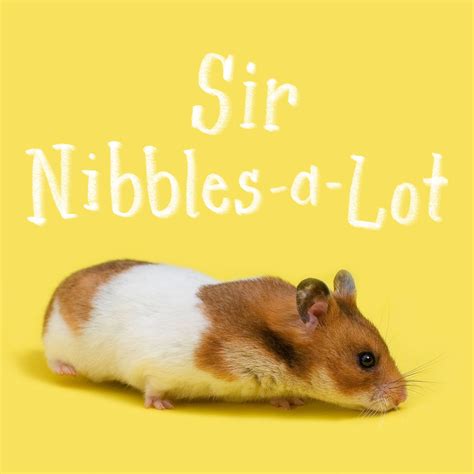 110+ Cute Hamster Names for Your Pint-Size Pet