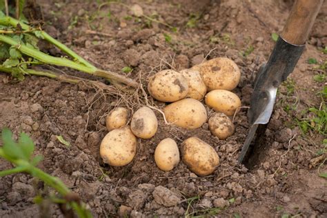 Harvesting potatoes: when & how - Plantura