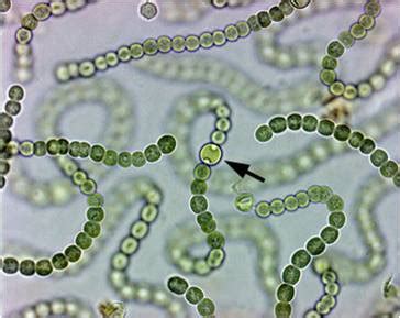 Heterocyst of Nostoc Structure and Function