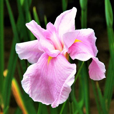 Japanese Iris Pink Lady – Easy To Grow Bulbs