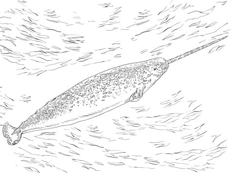 Narwhal Coloring Pages - Best Coloring Pages For Kids