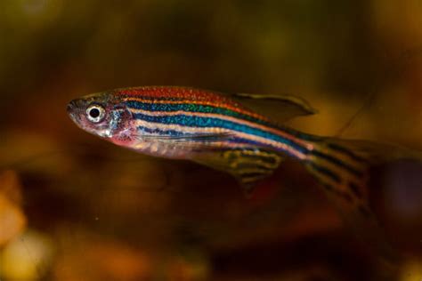 Danio Zebrafish - Eating | Behavior | Egg | Traits | Care - SeaFish