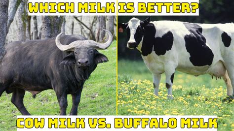 Buffalo Milk vs. Cow Milk - A Deep Dive into Nutrients and Benefits ...