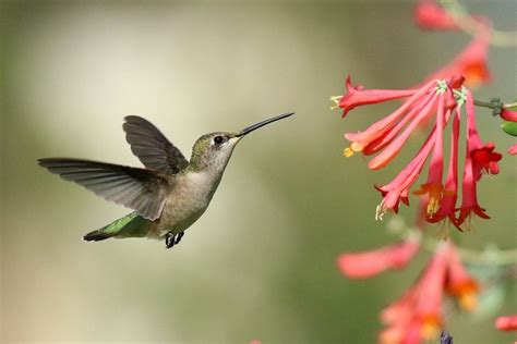 10 Amazing Pictures of Hummingbirds in Florida - Birds and Blooms