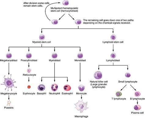 Difference Between Myeloid and Lymphoid Cells | Myeloid vs Lymphoid Cells