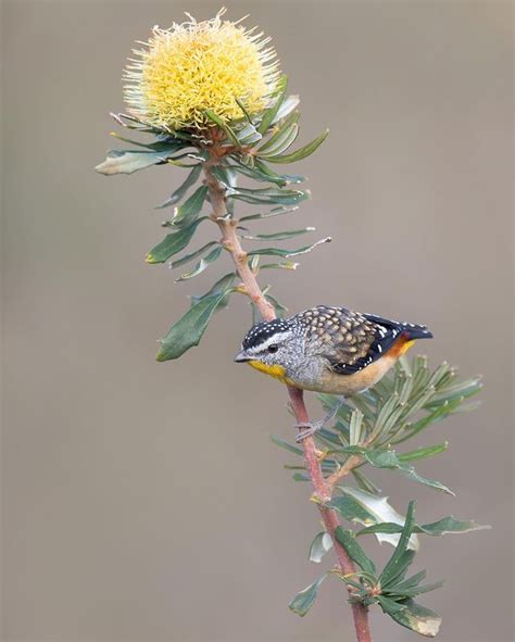 Spotted Pardalote in the heathlands in Anglesea. I was just really fortunate that this one ...