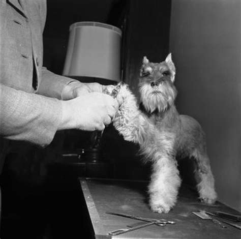 Instructions for Grooming a Mini Schnauzer - Pets