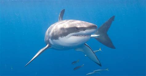 Great White Shark Conservation Project | The Great Projects