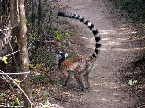 Picture: Ringtailed lemurs in Isalo National Park