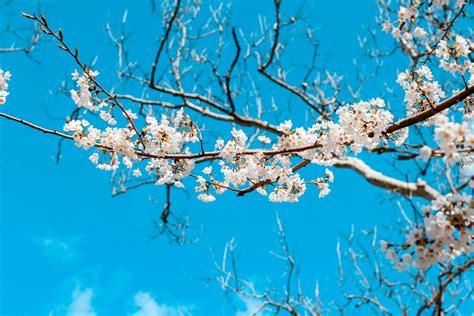 White Cherry Blossom Tree · Free Stock Photo