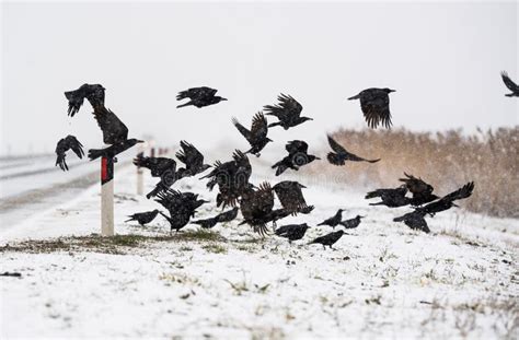 A Flock of Crows Flying Above the Frozen Fields Stock Photo - Image of feather, group: 112321300