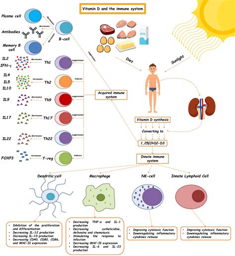 Frontiers | Immunomodulatory actions of vitamin D in various immune-related disorders: a ...