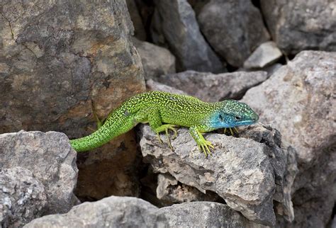 Western Green Lizard Photograph by Bob Gibbons - Pixels