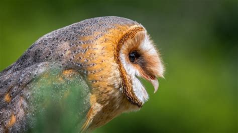 Do Owls Hoot During the Day? All You Need To Know I OwlsFact