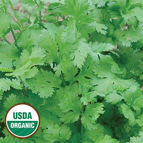 Herb, Cilantro (organic) Seeds | K&A Greenhouse