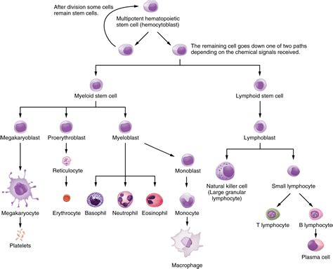 19.4: Anatomy of Lymphatic Organs and Tissues - Medicine LibreTexts