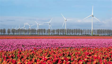 Noordoostpolder - Visit the tulip fields in Flevoland - Holland.com