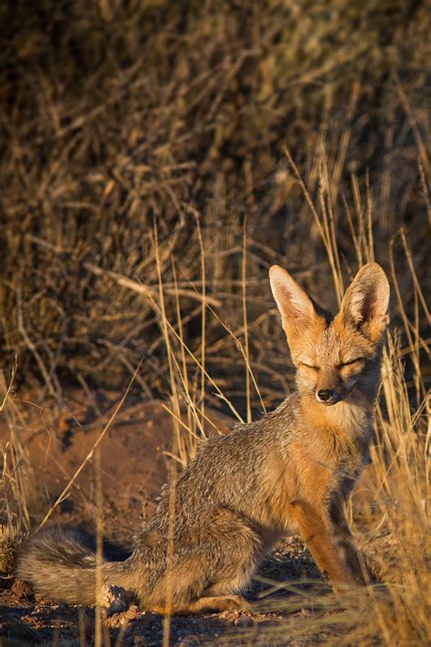 Cape Fox Photograph by Hein Welman - Pixels