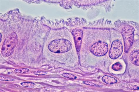 Ciliated Epithelium, Phase Microscopy Photograph by M. I. Walker