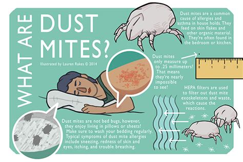 Dust Mites