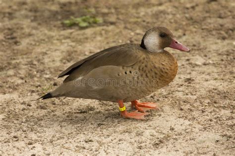 Brazilian Teal, Brazilian Duck Amazonetta Brasiliensis. Stock Photo ...