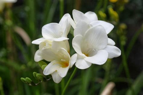 White Freesia Flowers Wallpapers | Beautiful Flowers Wallpapers