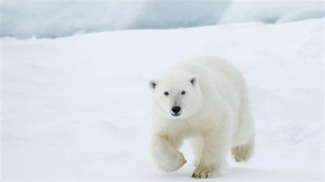 Best Polar Bear Names | Funny and Cute - EXOtella