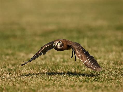 Boreal Owl Bird Facts (Aegolius funereus) | Birdfact