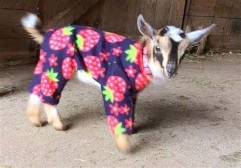 Baby Goats in Pajamas Video - Sunflower Farm Creamery