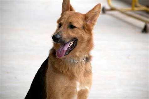 Golden Shepherd (German Shepherd & Golden Retriever Mix): Info, Pictures, Traits & Facts | Hepper