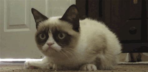 Looking Grumpy Cat GIF - Find & Share on GIPHY