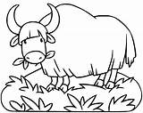 Yak Ausmalbilder Malvorlage Yack Kinder Ausmalen Freude Tiere Tier  sketch template