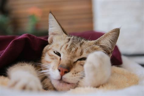 sleepy cat Free Photo Download | FreeImages