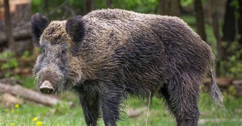 Wild Boar: Definition, Physical Appearance, Habitat, Diet, Lifestyle, Social Structure ...