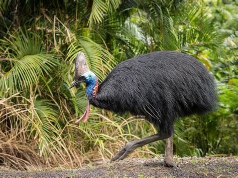 Are Cassowaries Dangerous? (Reasons They Attack + How To… | Birdfact