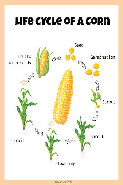 All About Corn: Planting, Growing, and Eating! - Sarah Lyn Gay