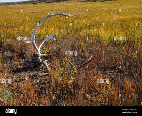 Old Caribou (Rangifer tarandus) antlers laying in the tundra near ...